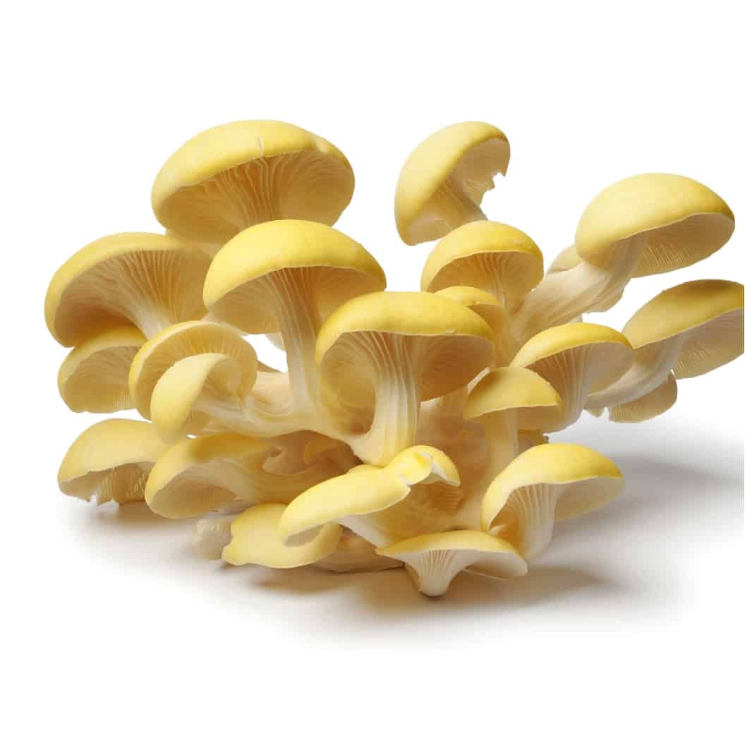 Golden Oyster Mushrooms