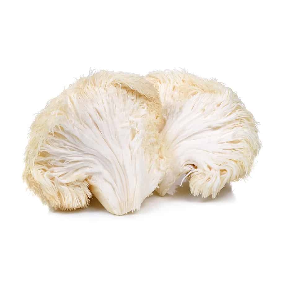 Lions Mane Mushroom