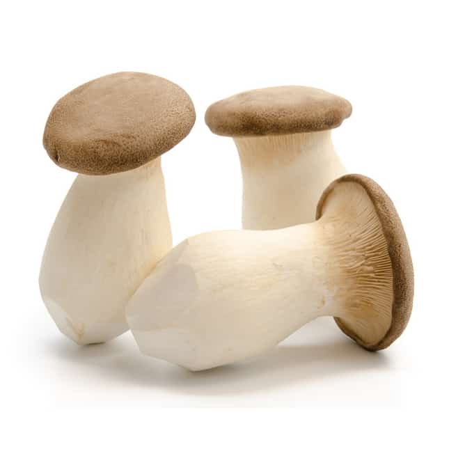 King Trumpet Oyster Mushroom