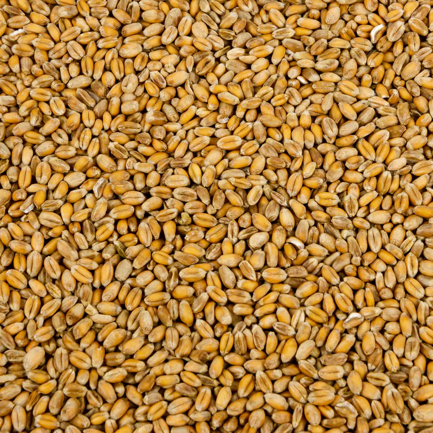 Wheat Grain Closeup