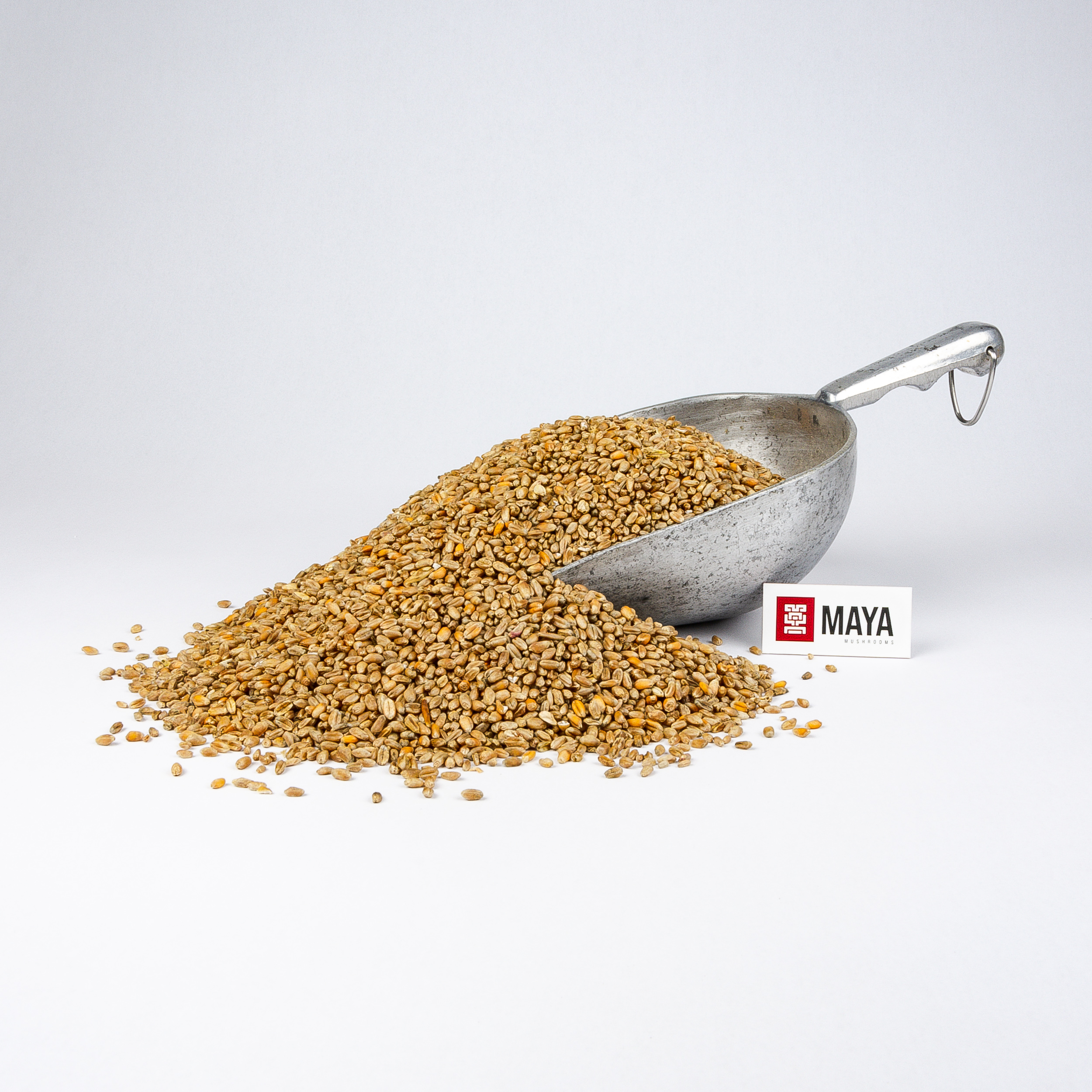 Organic Wheat Grain scoop